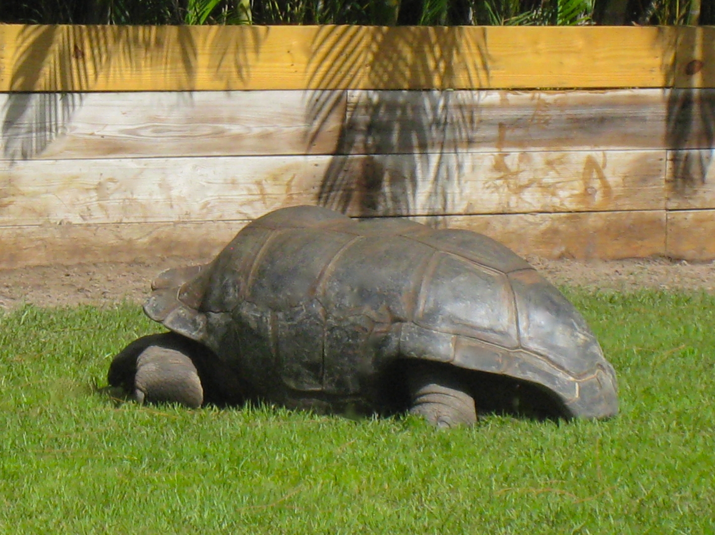 ALDABRA BREEDER