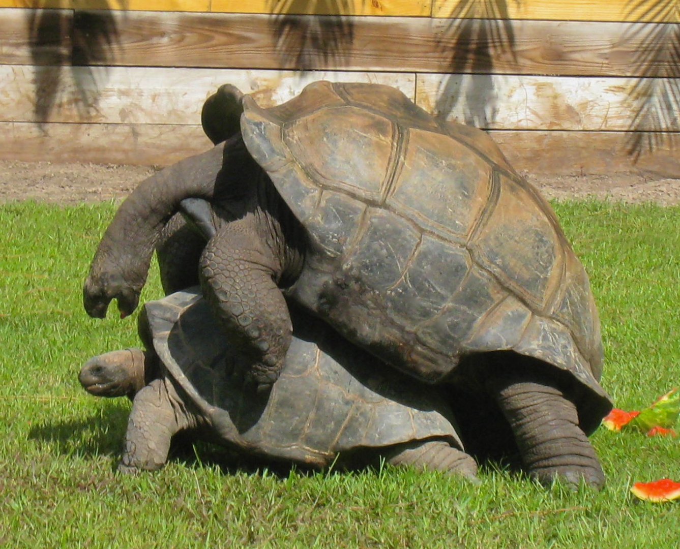 ALDABRA BREEDER