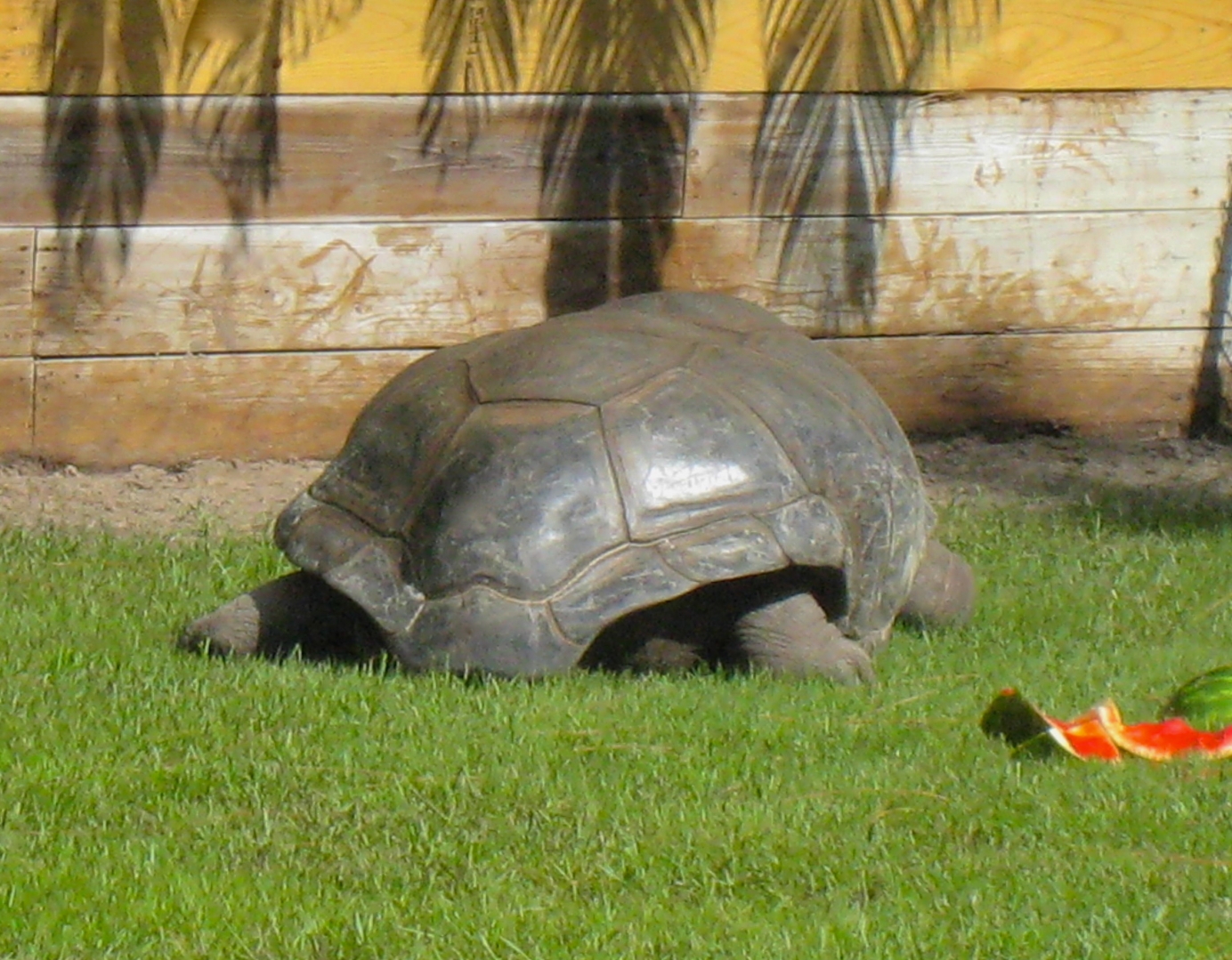 ALDABRA BREEDER