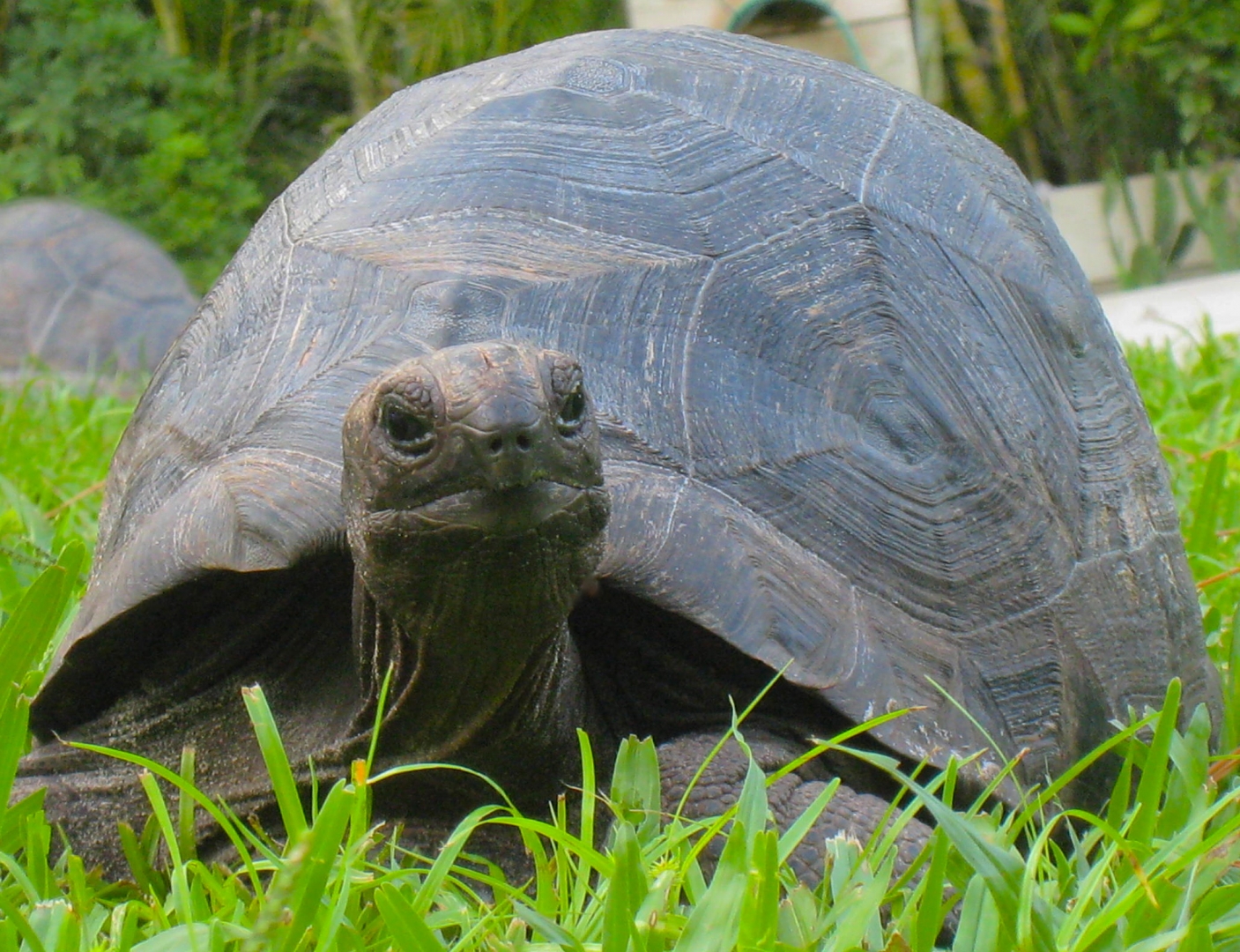 ALDABRA BREEDER
