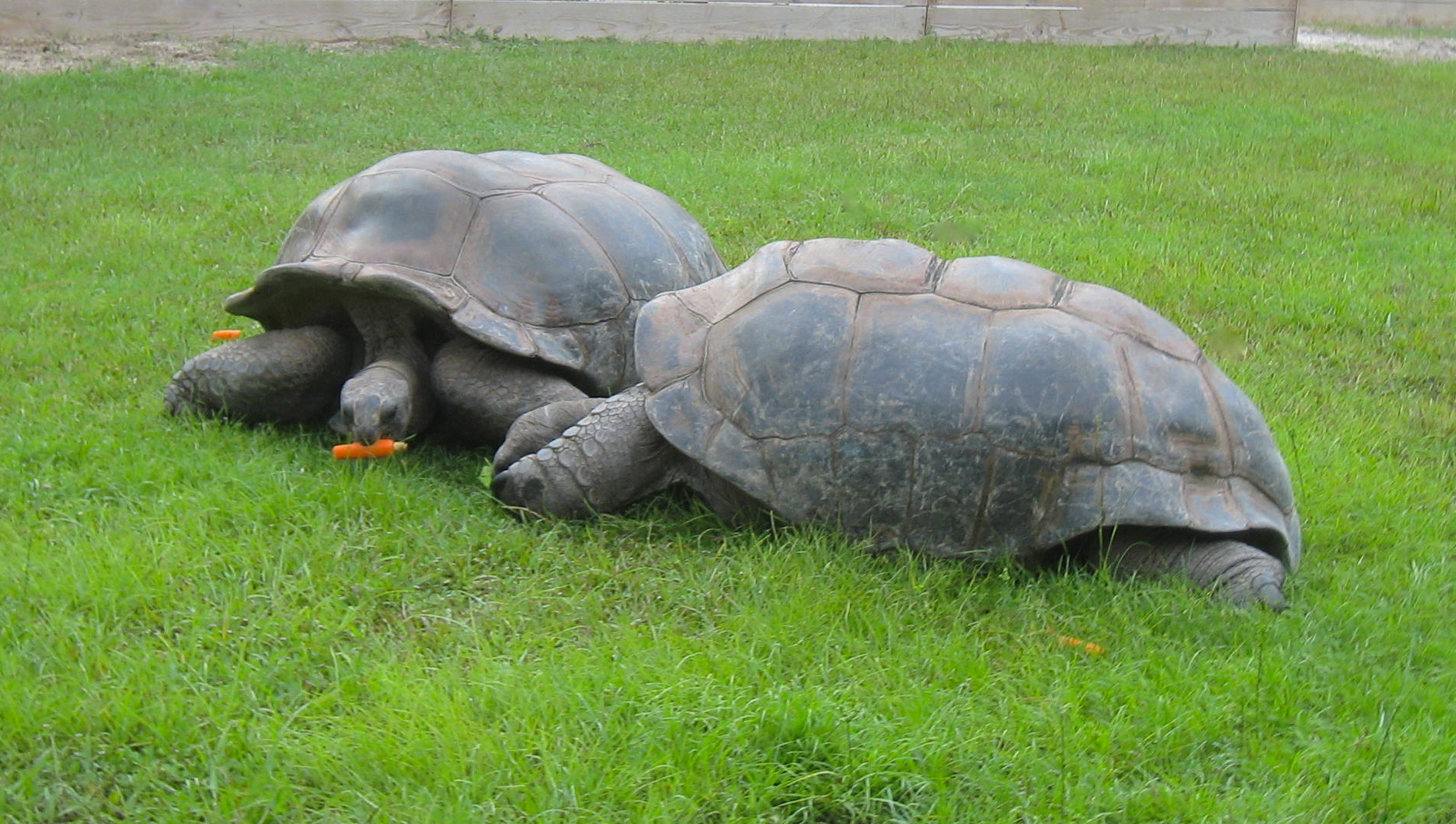 ALDABRA BREEDER