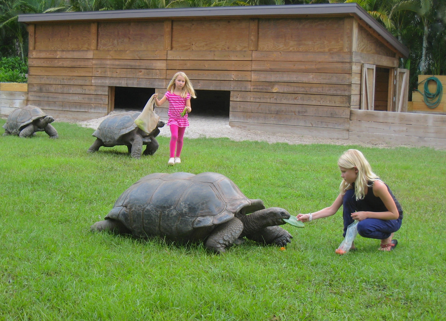 ALDABRA BREEDER