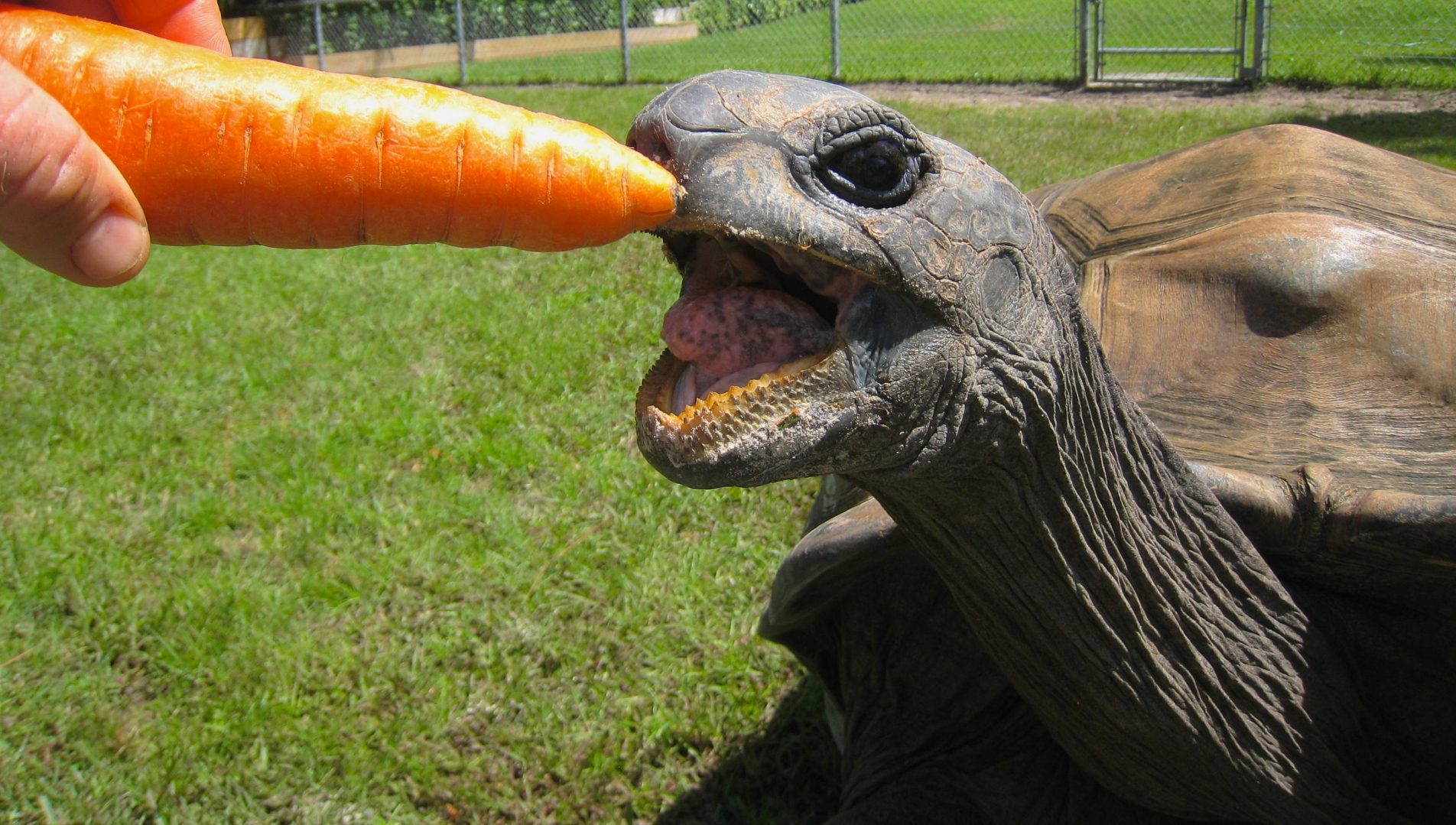 ALDABRA BREEDER