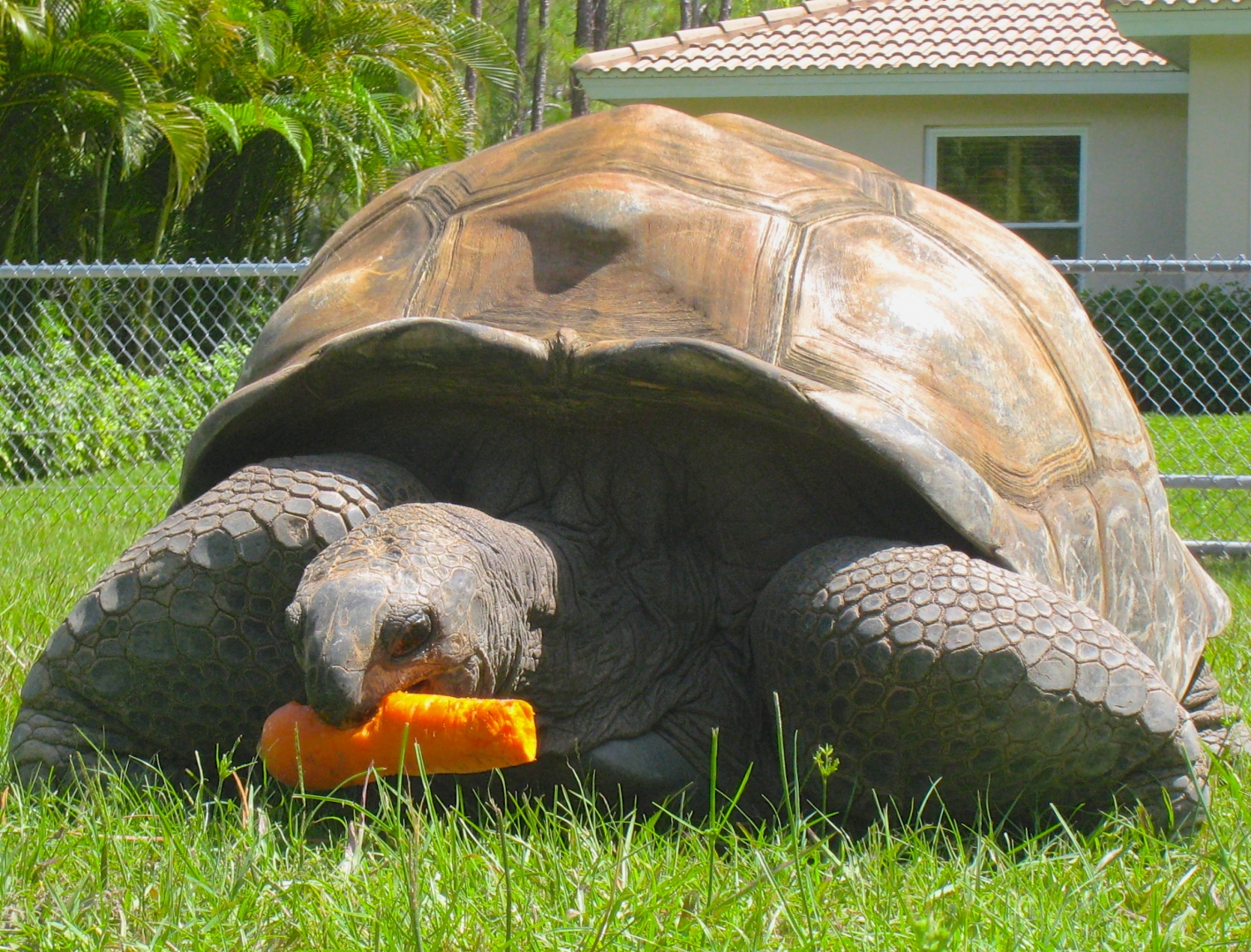 ALDABRA BREEDER
