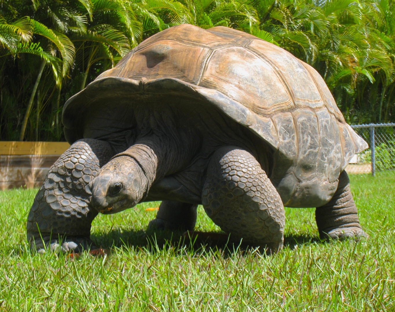 ALDABRA BREEDER