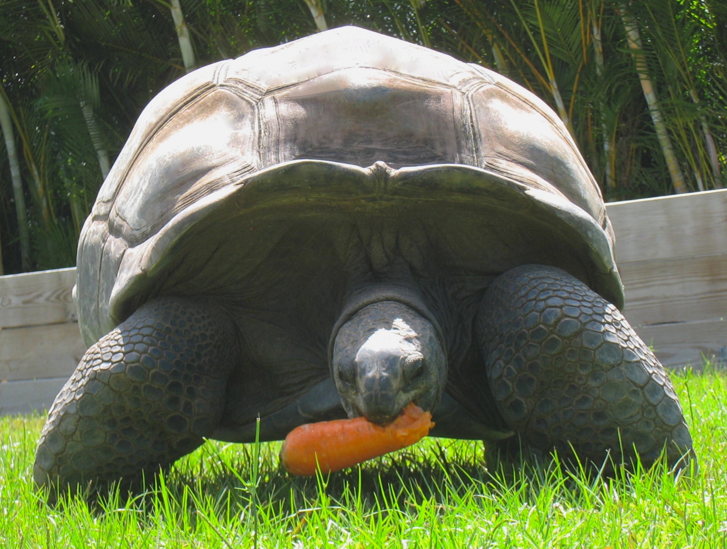 ALDABRA BREEDER