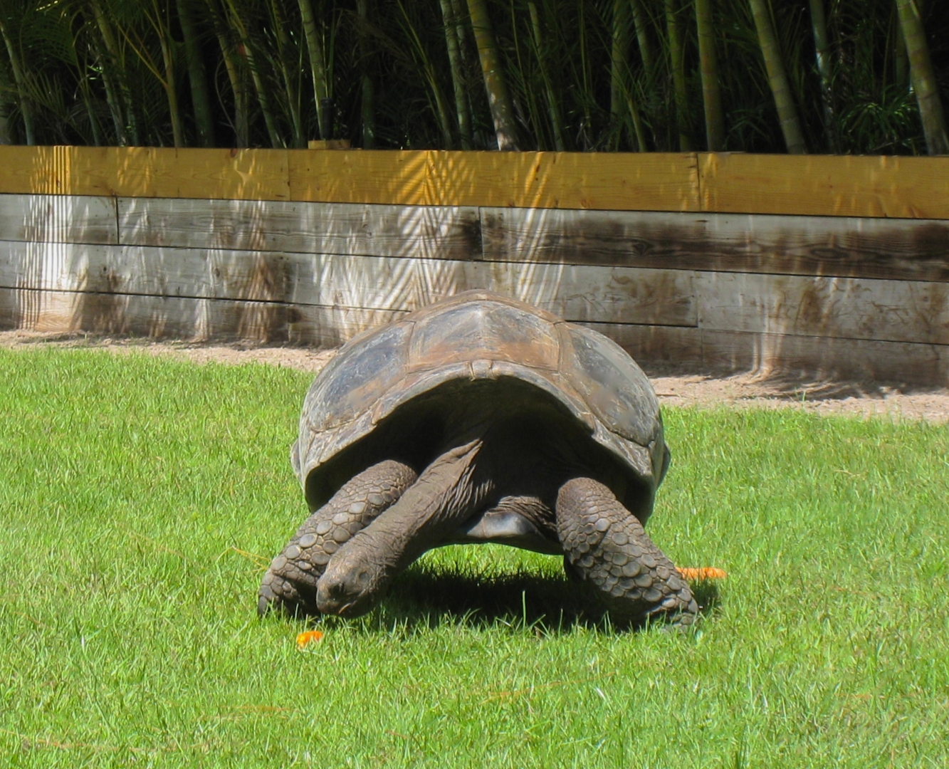 ALDABRA BREEDER