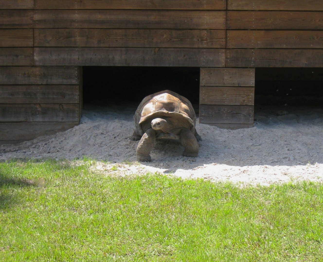 ALDABRA BREEDER
