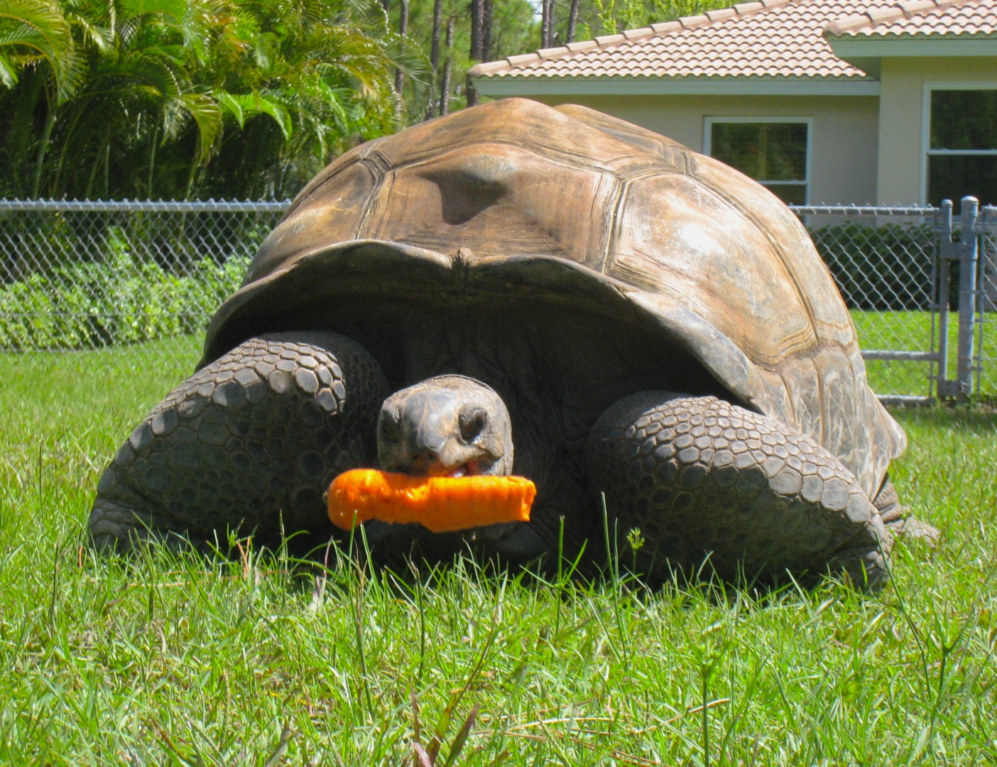 ALDABRA BREEDER