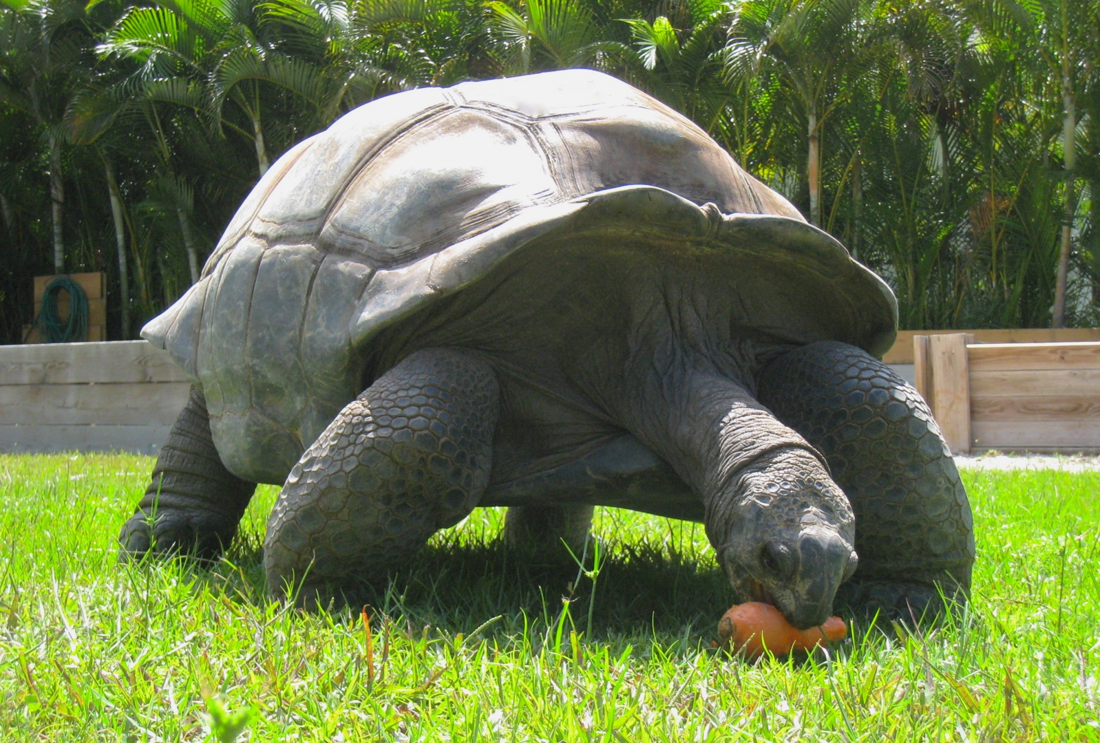 ALDABRA BREEDER