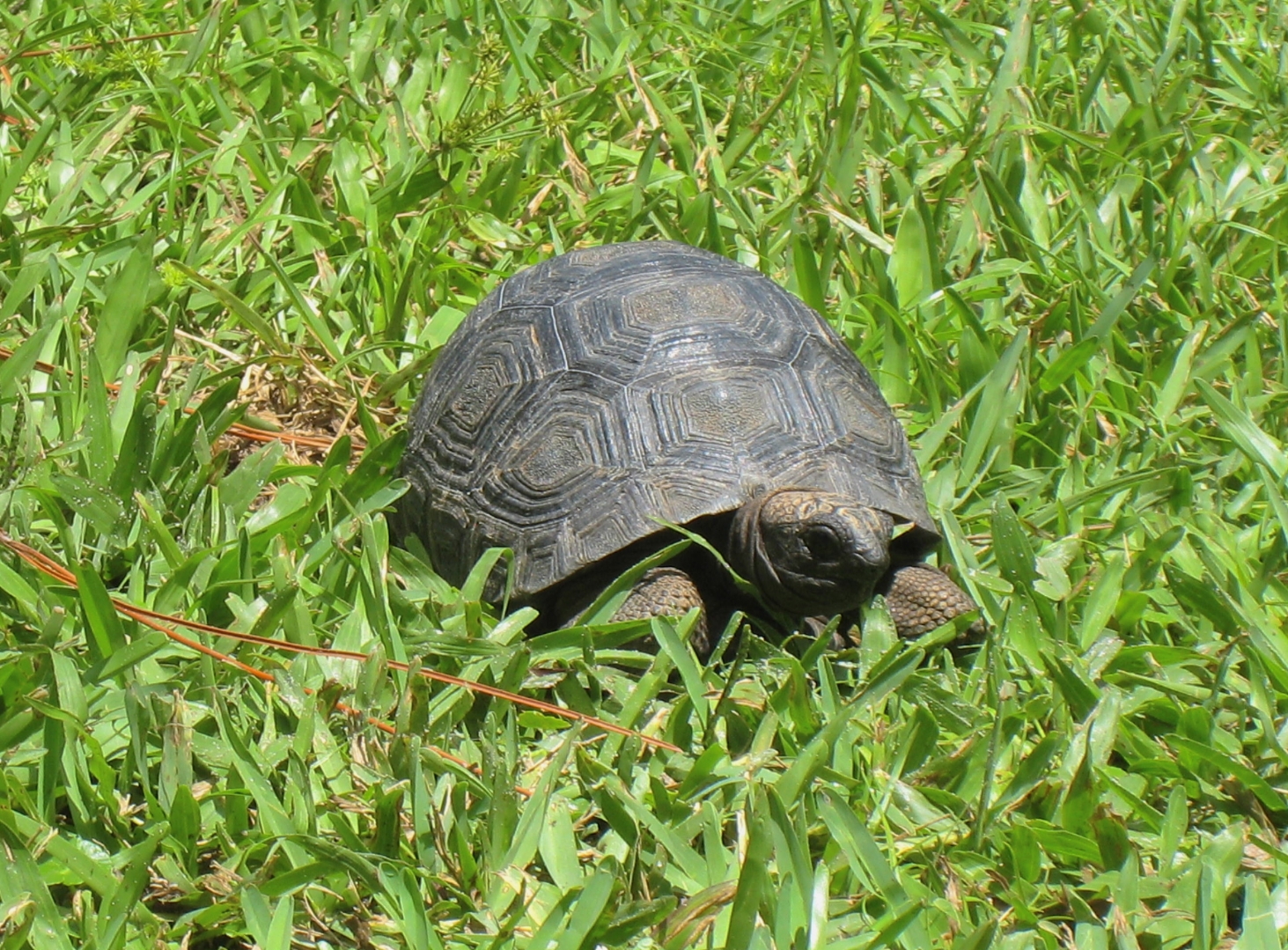 ALDABRA BREEDER