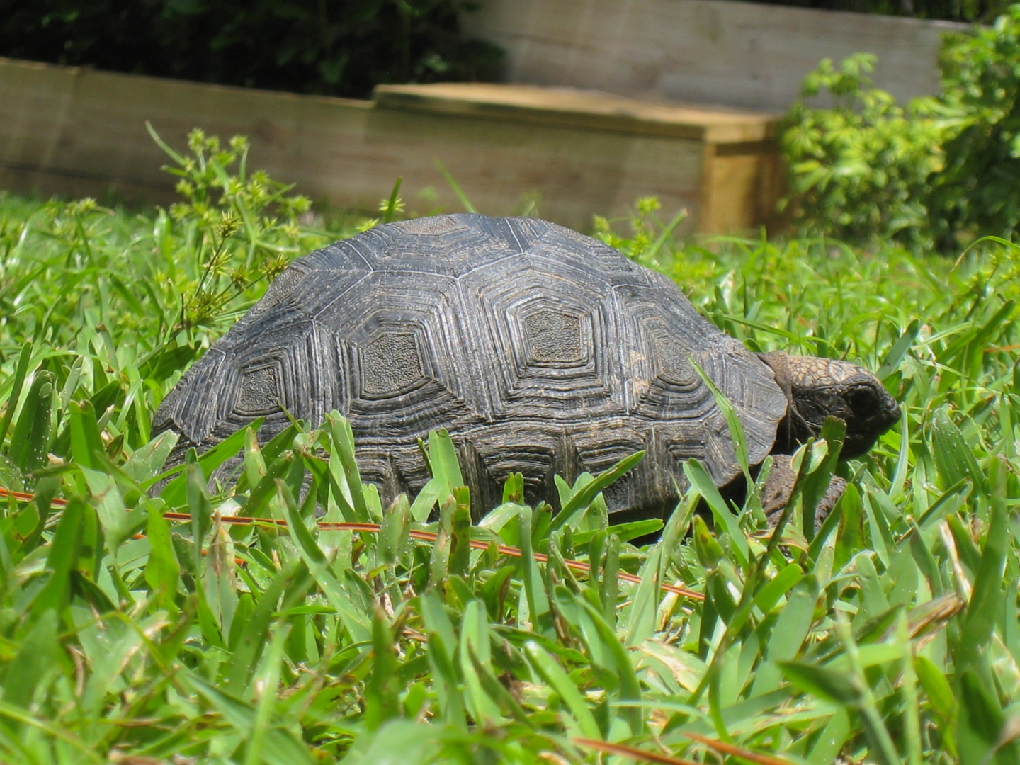 ALDABRA BREEDER