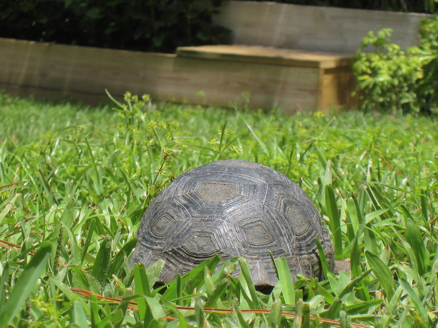 ALDABRA BREEDER