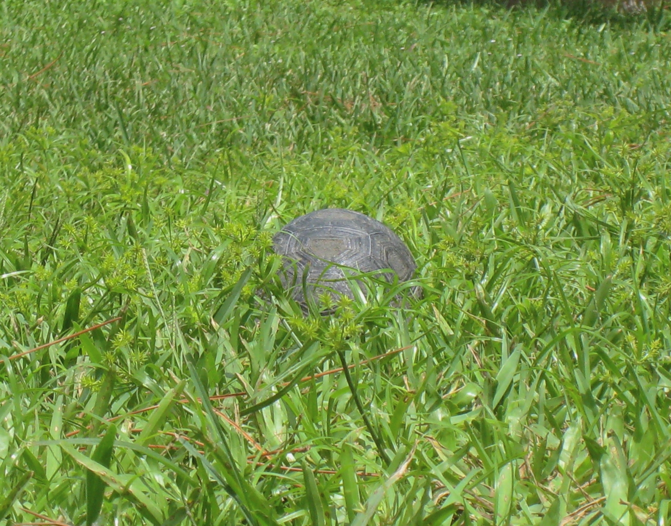 ALDABRA BREEDER