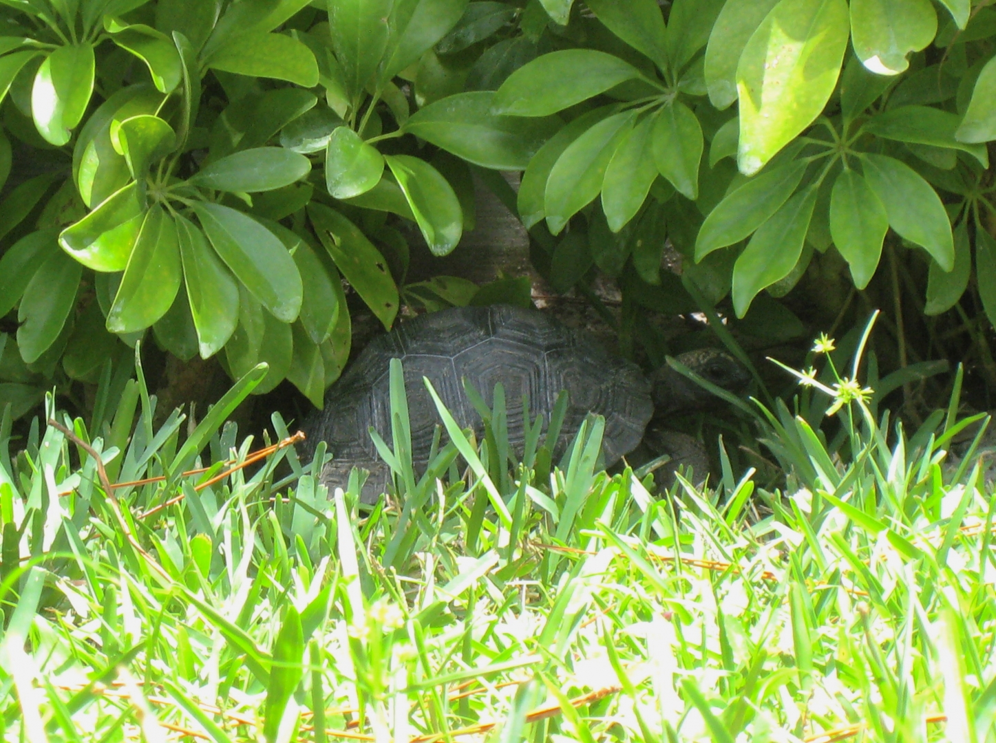 ALDABRA BREEDER