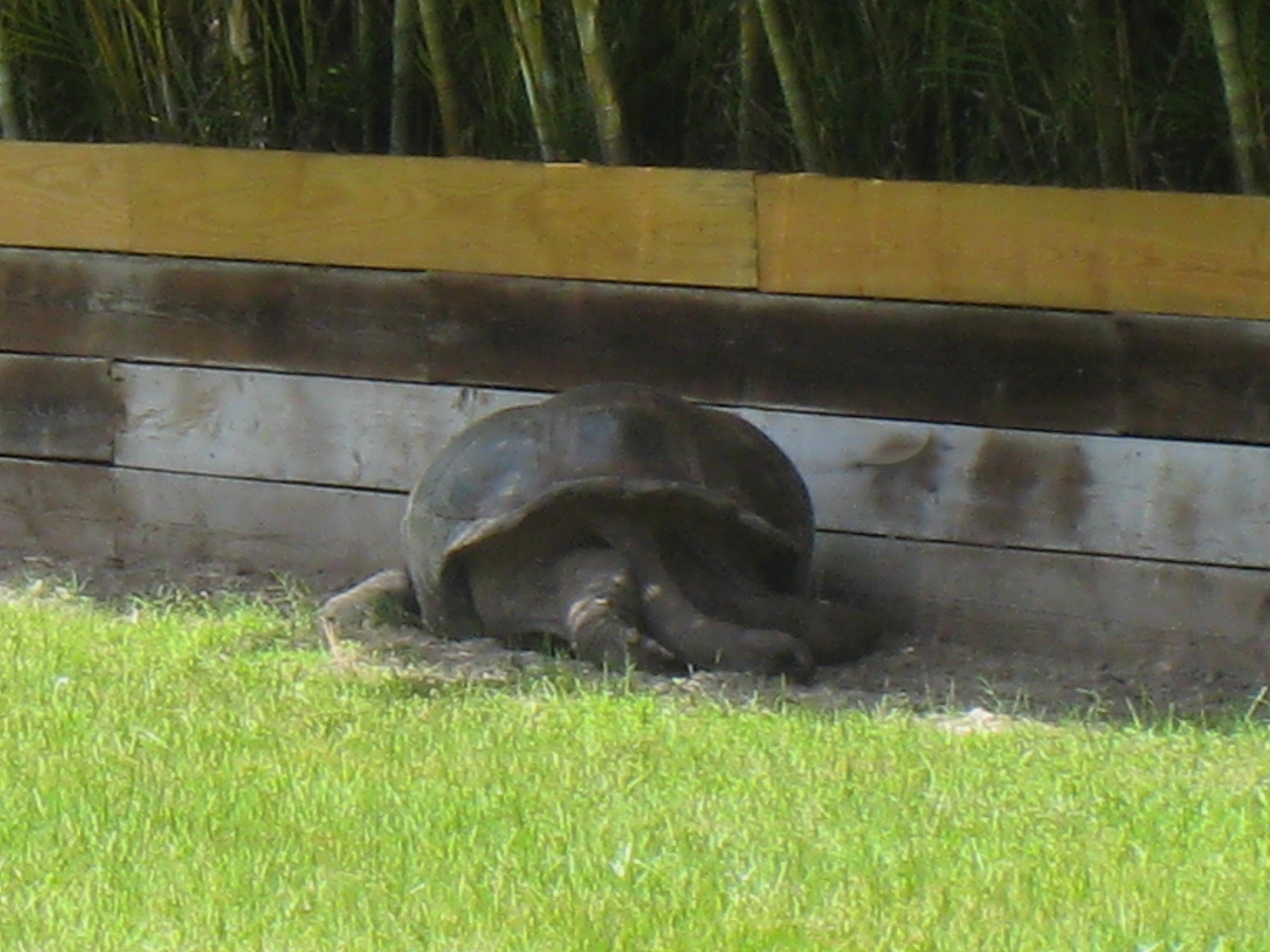 ALDABRA BREEDER