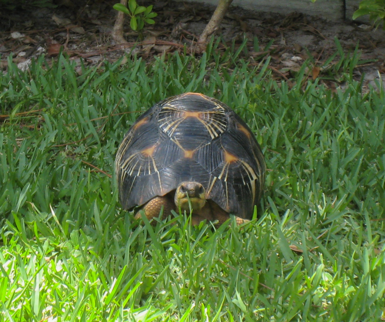 ALDABRA BREEDER