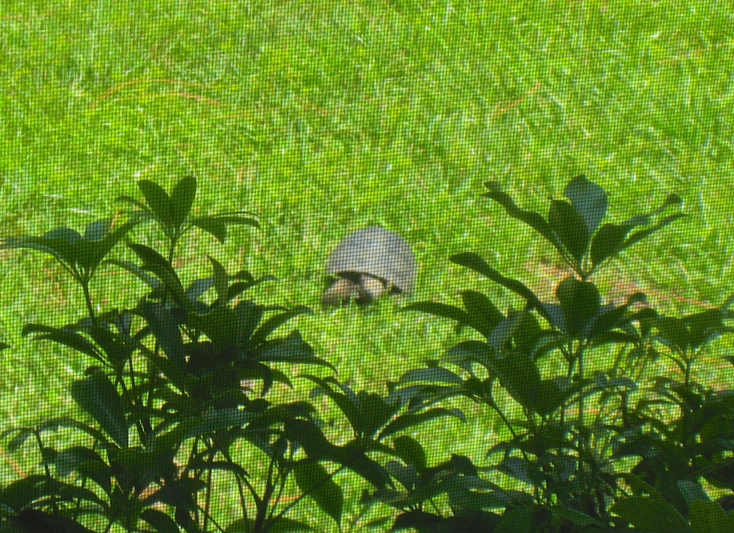 ALDABRA BREEDER