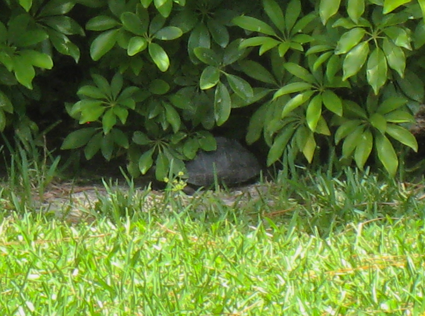 ALDABRA BREEDER