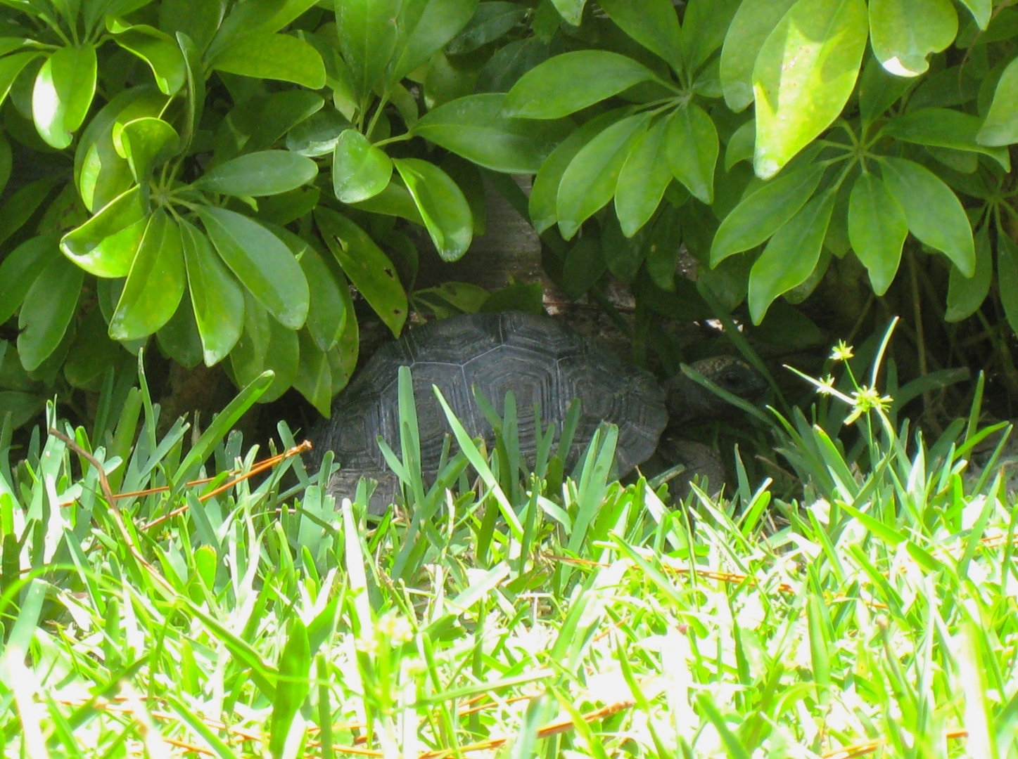 ALDABRA BREEDER