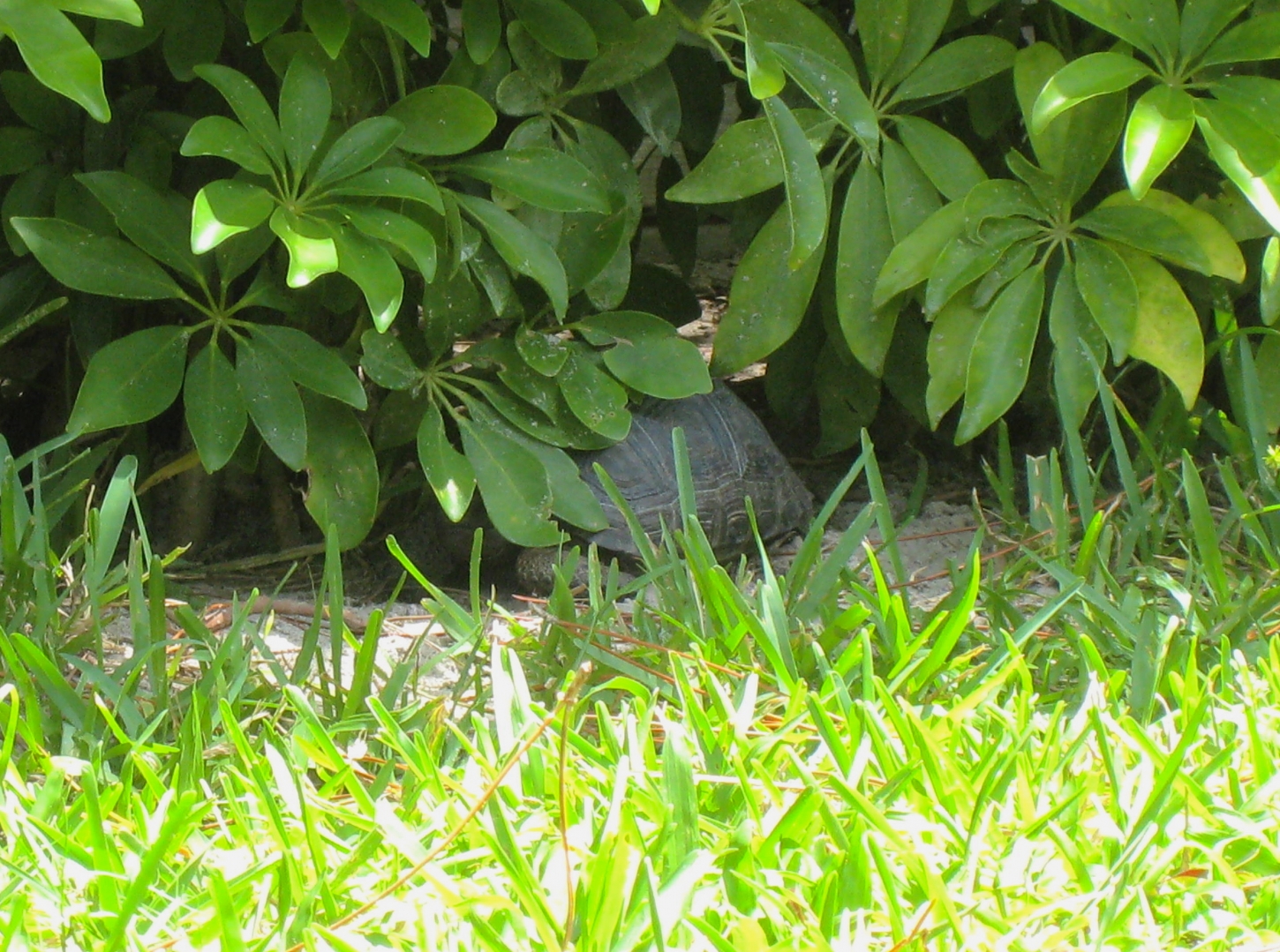ALDABRA BREEDER