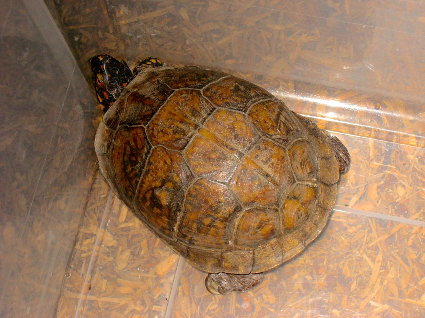 ALDABRA BREEDER