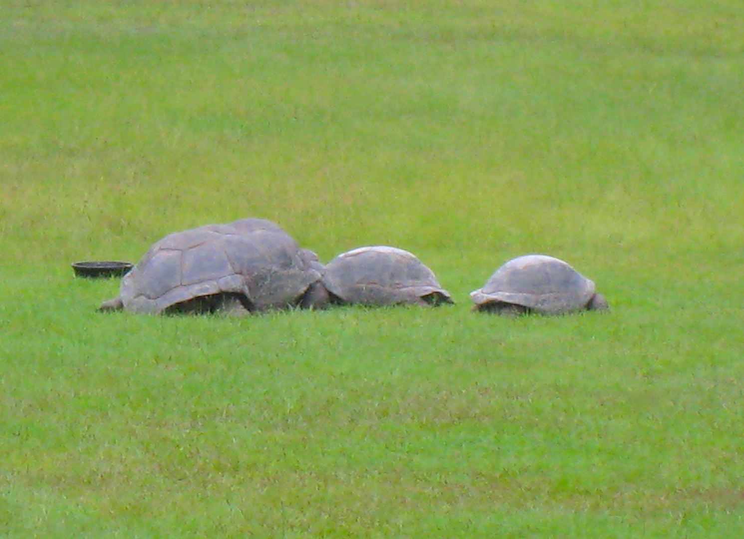 ALDABRA BREEDER