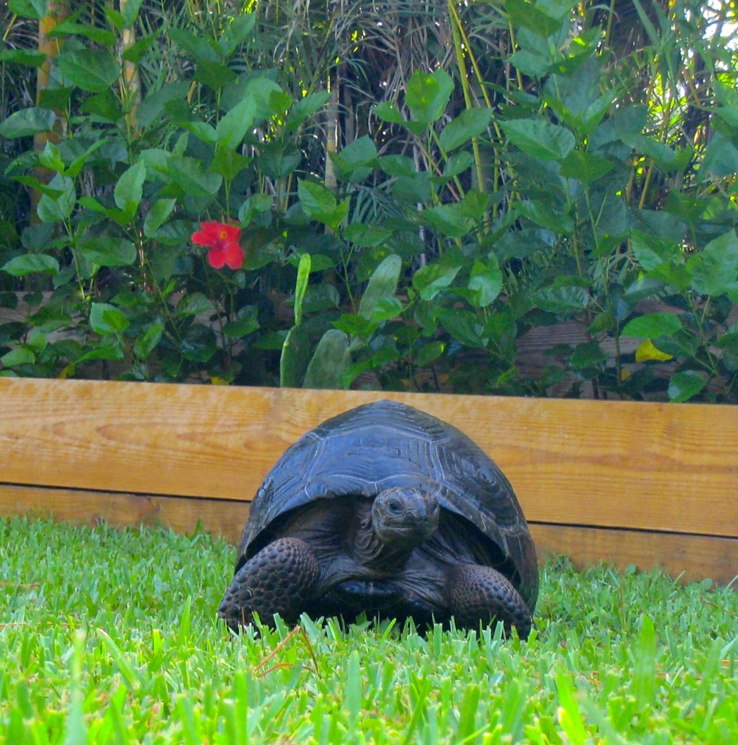 ALDABRA BREEDER