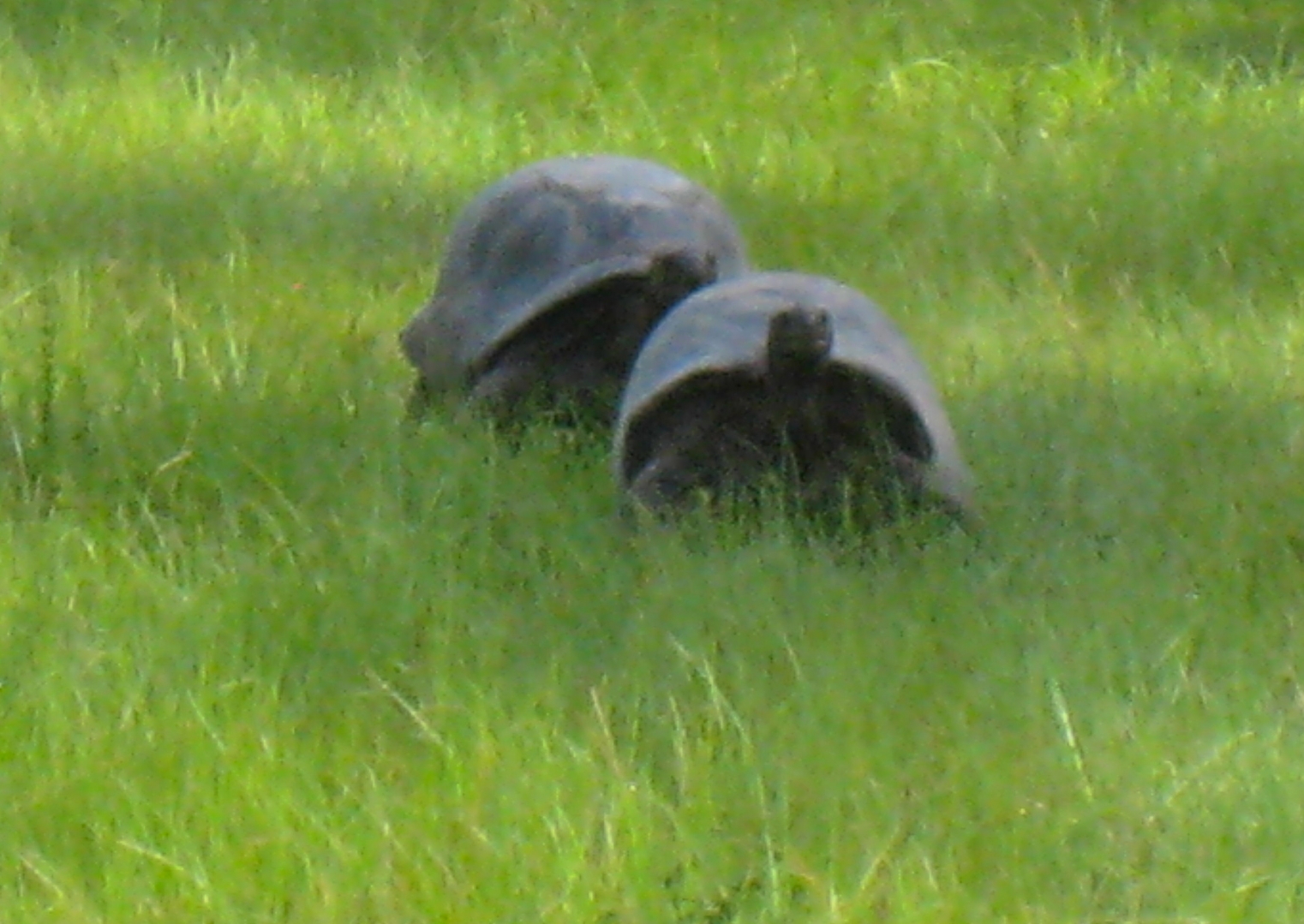 ALDABRA BREEDER