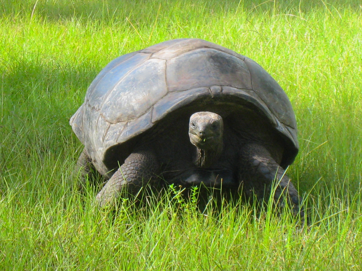 ALDABRA BREEDER