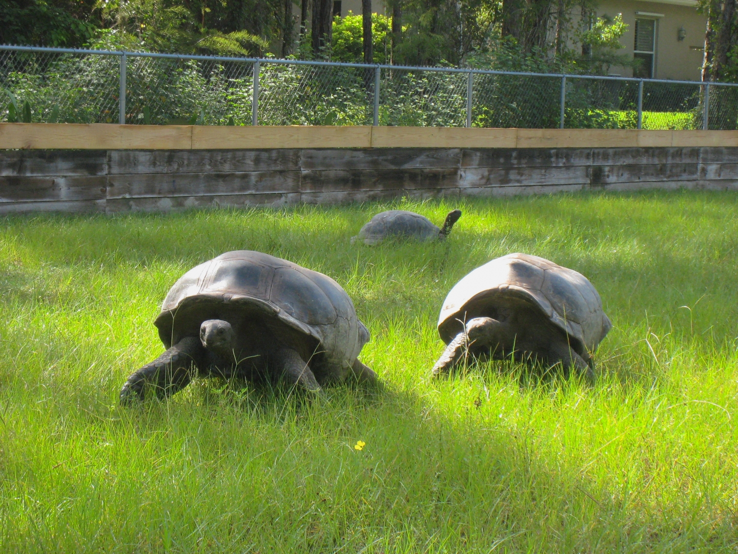 ALDABRA BREEDER