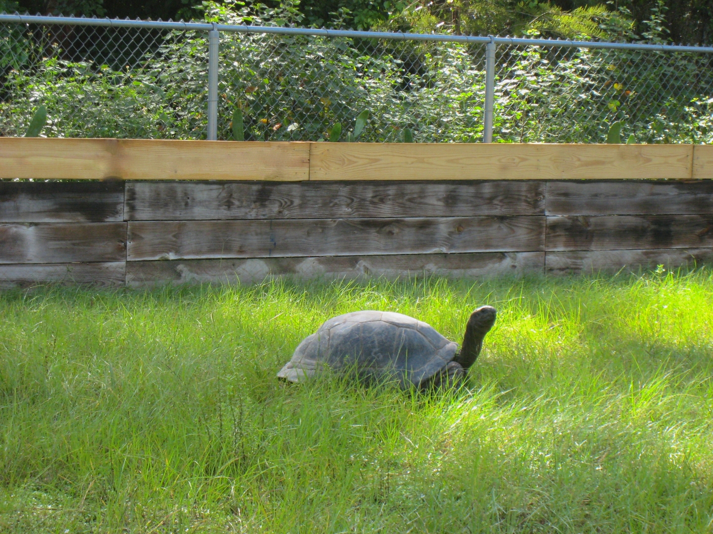 ALDABRA BREEDER