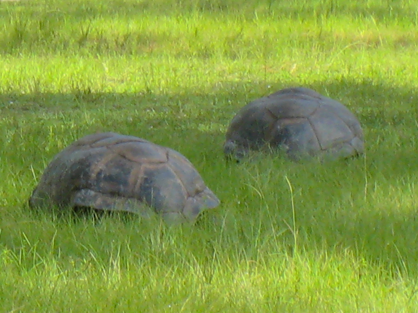 ALDABRA BREEDER