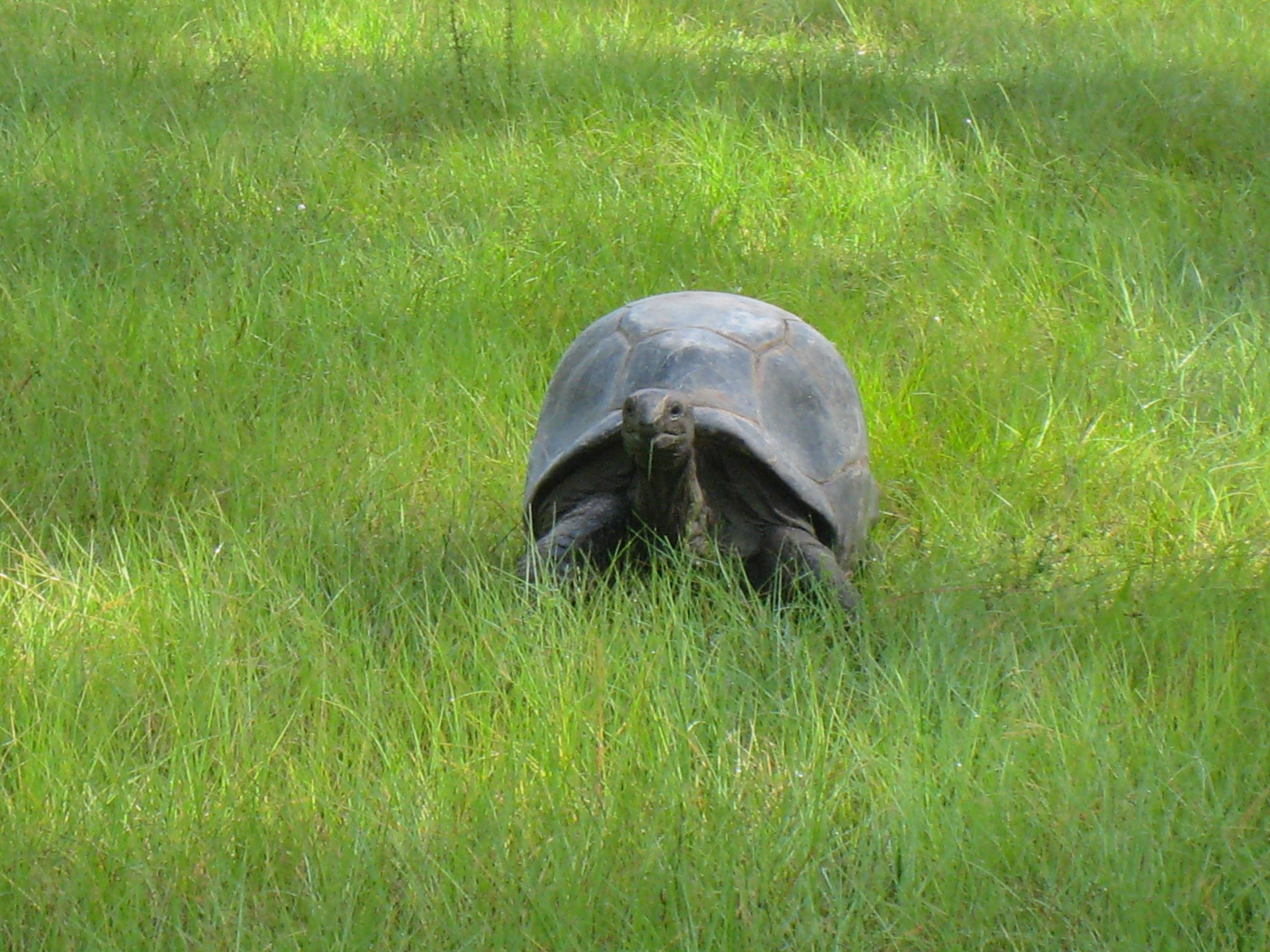 ALDABRA BREEDER
