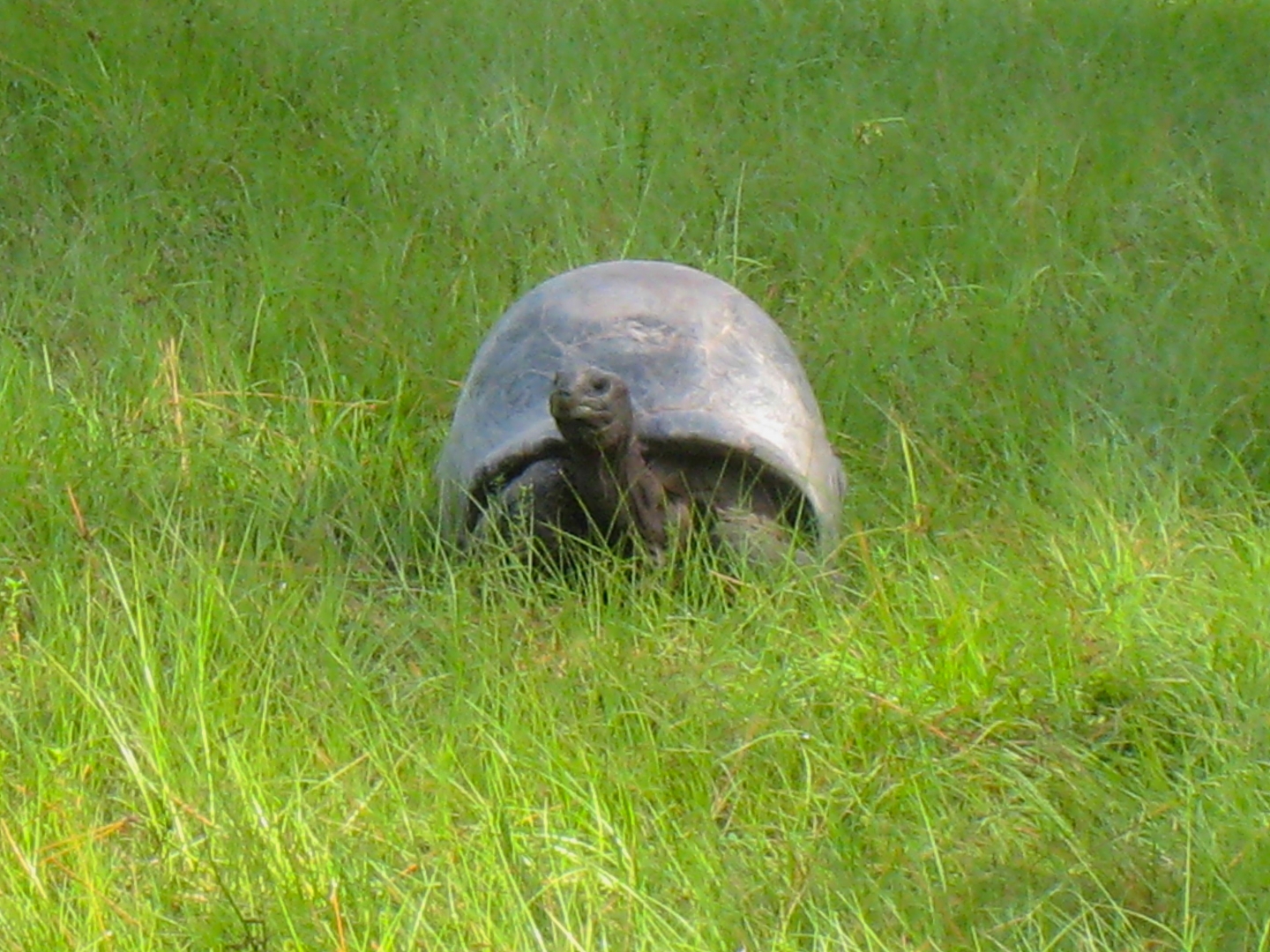 ALDABRA BREEDER