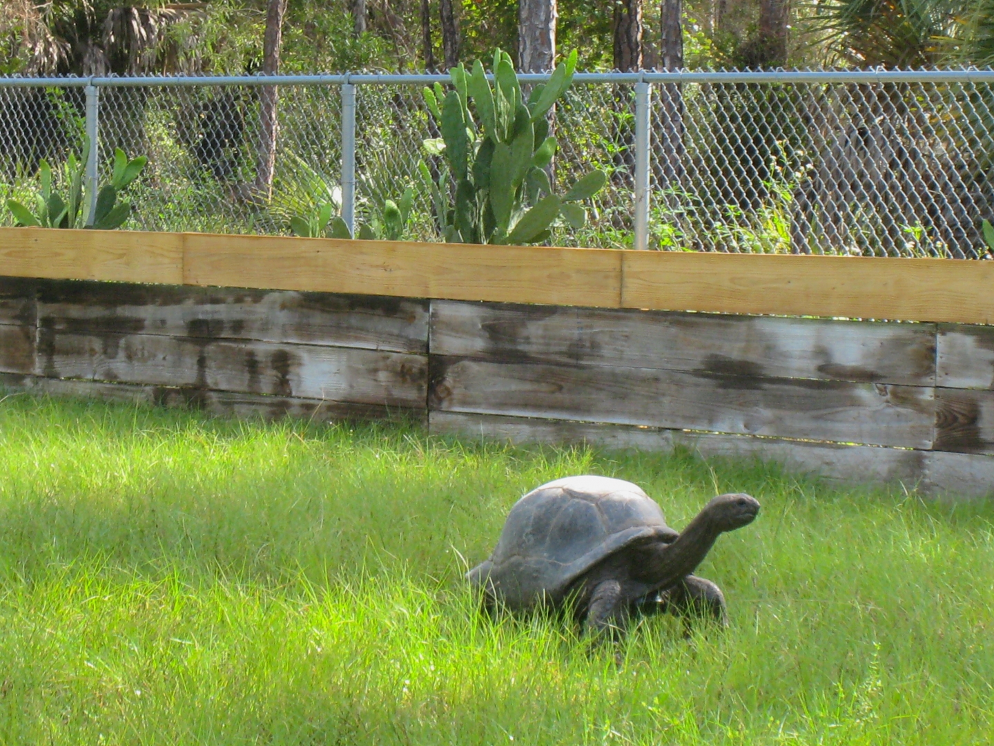 ALDABRA BREEDER