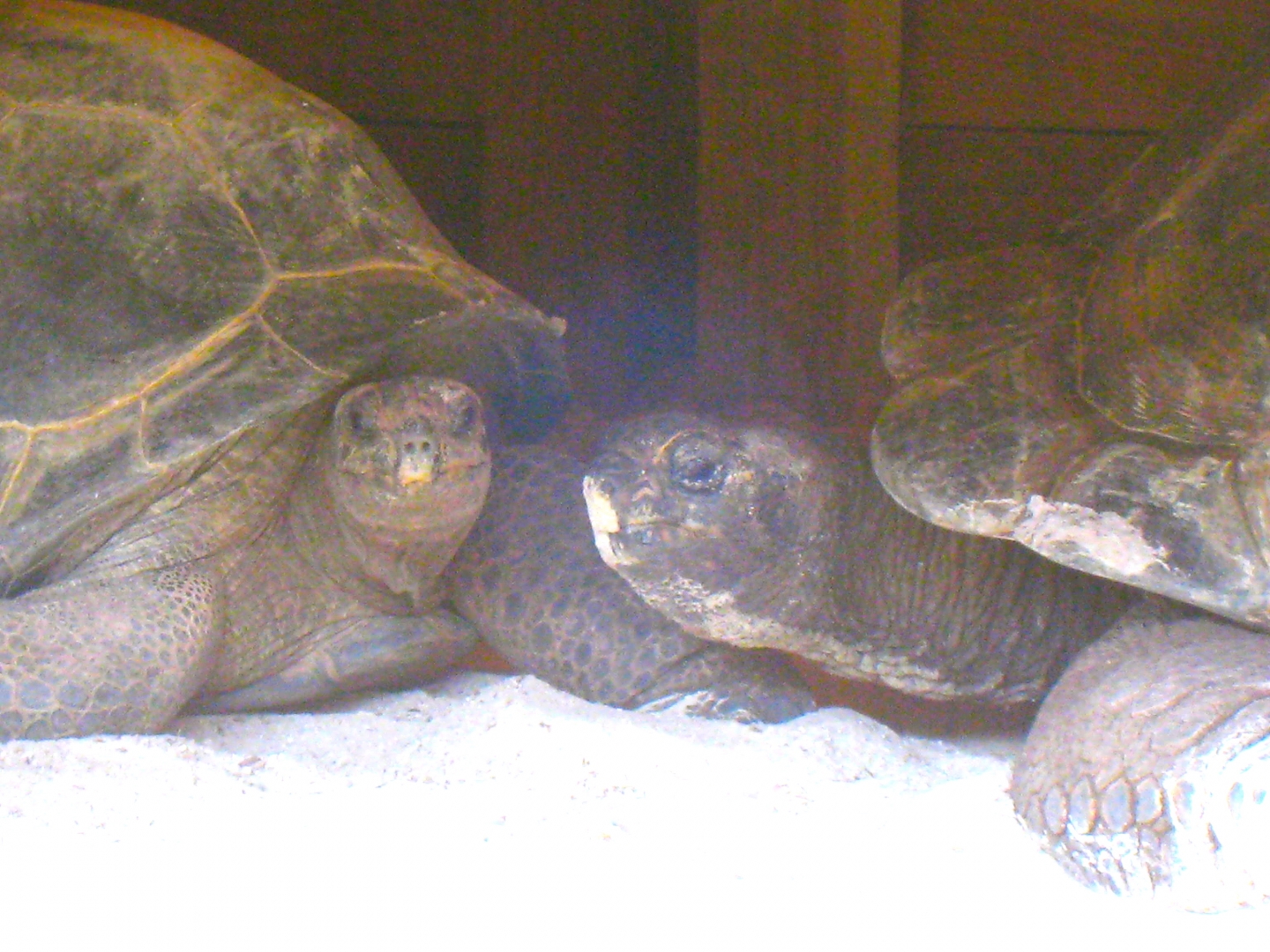 ALDABRA BREEDER