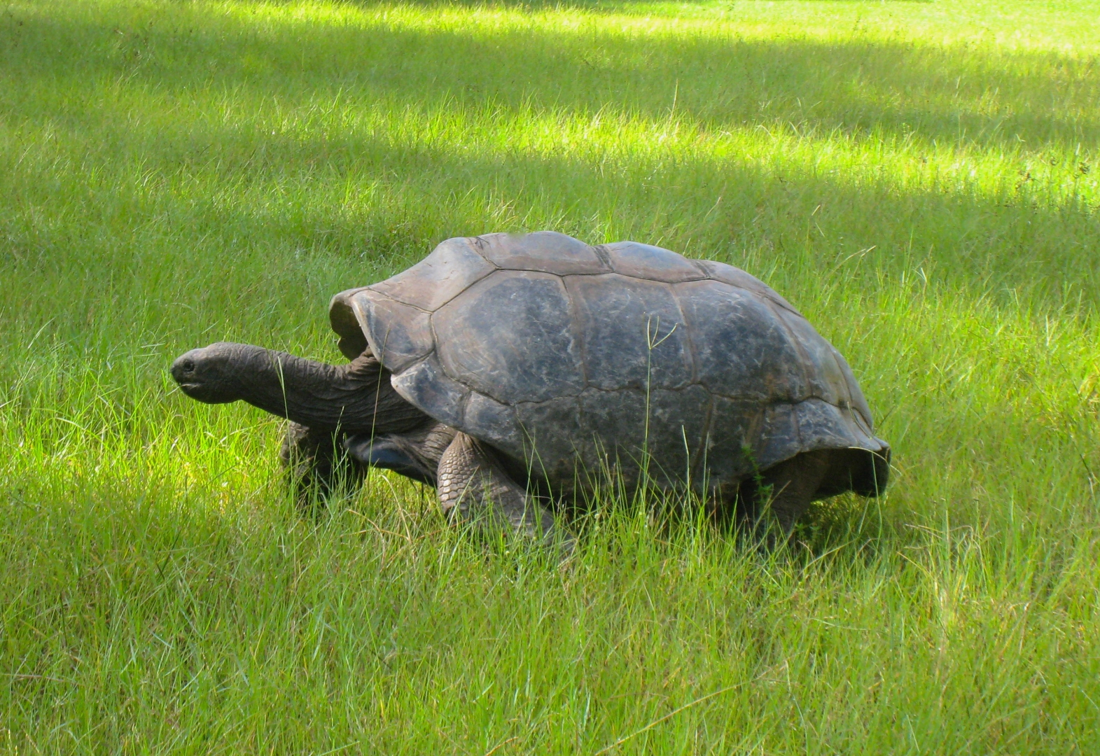 ALDABRA BREEDER