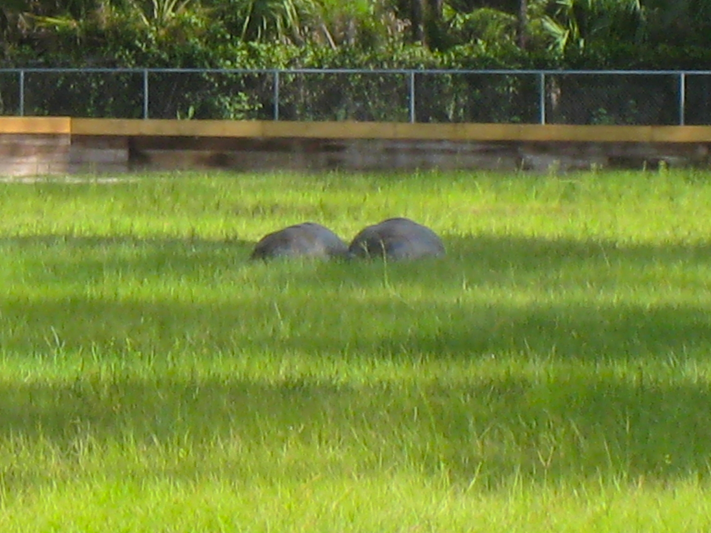 ALDABRA BREEDER