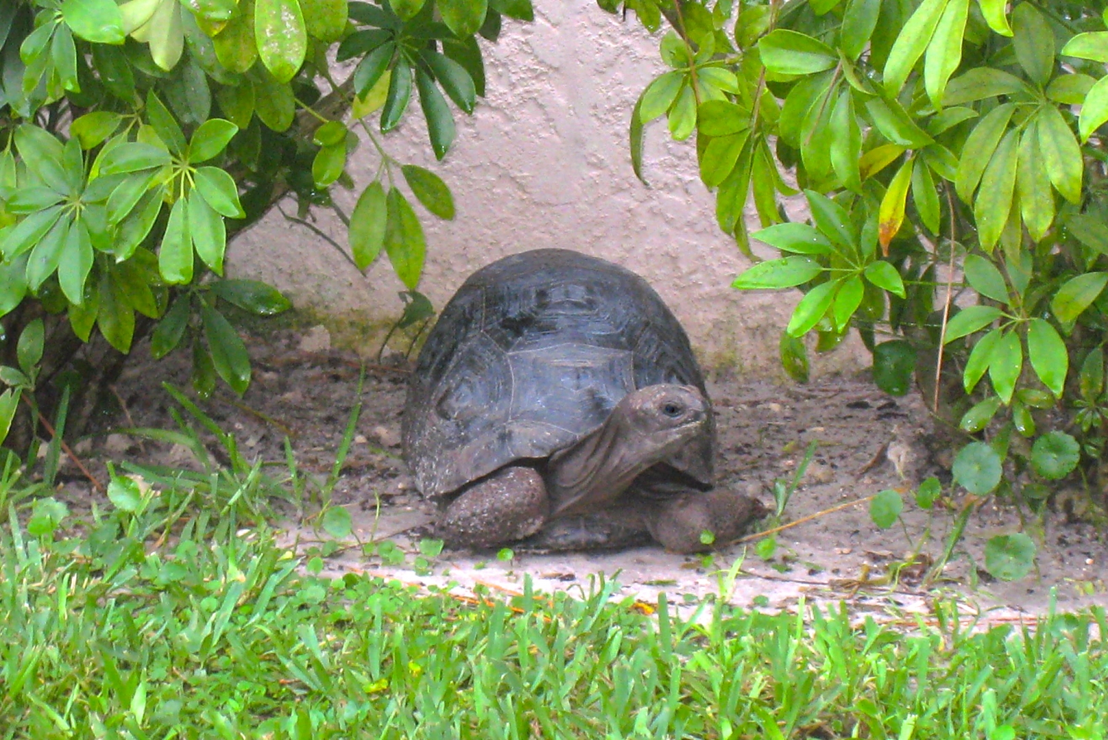ALDABRA BREEDER