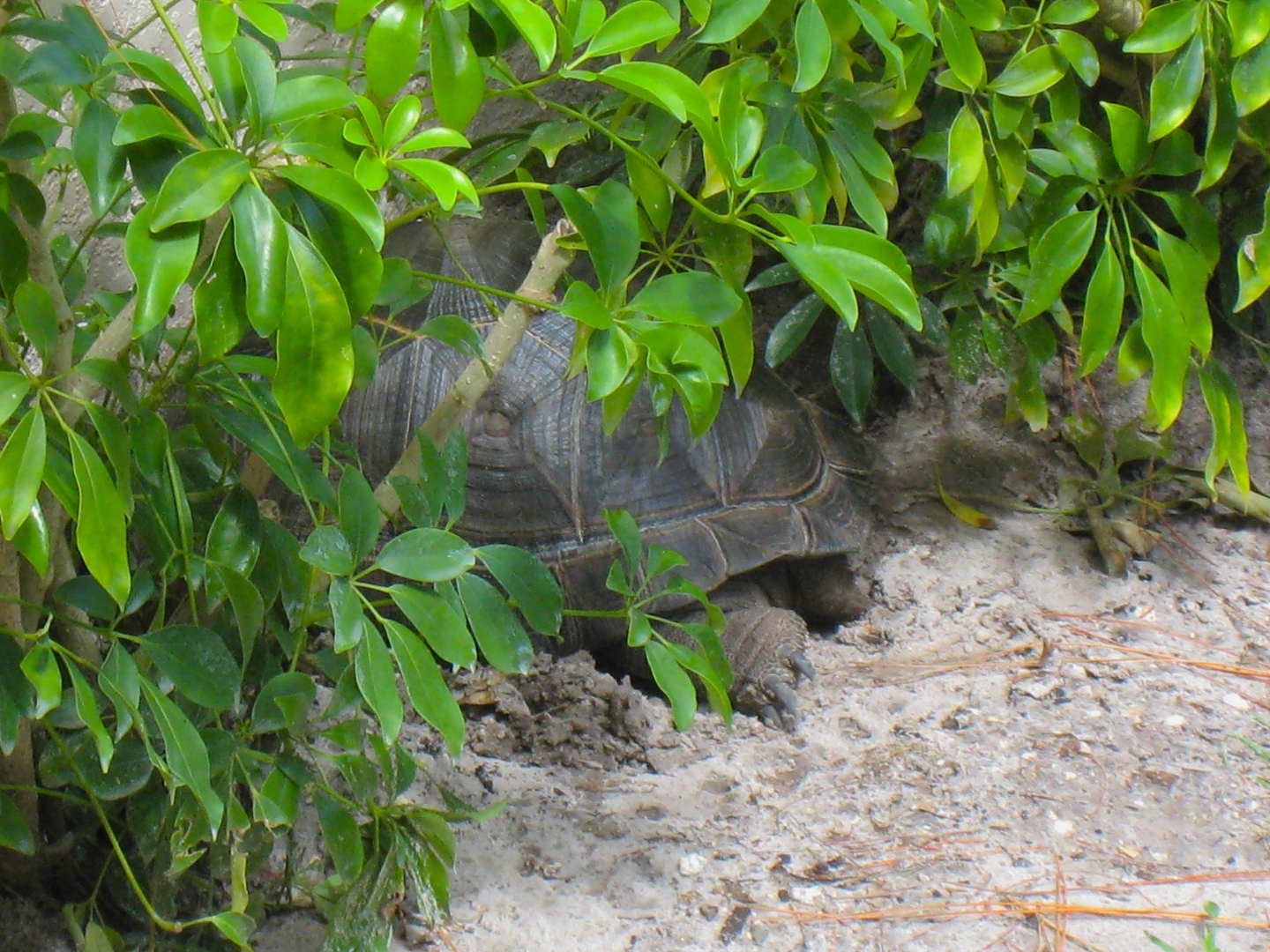 ALDABRA BREEDER