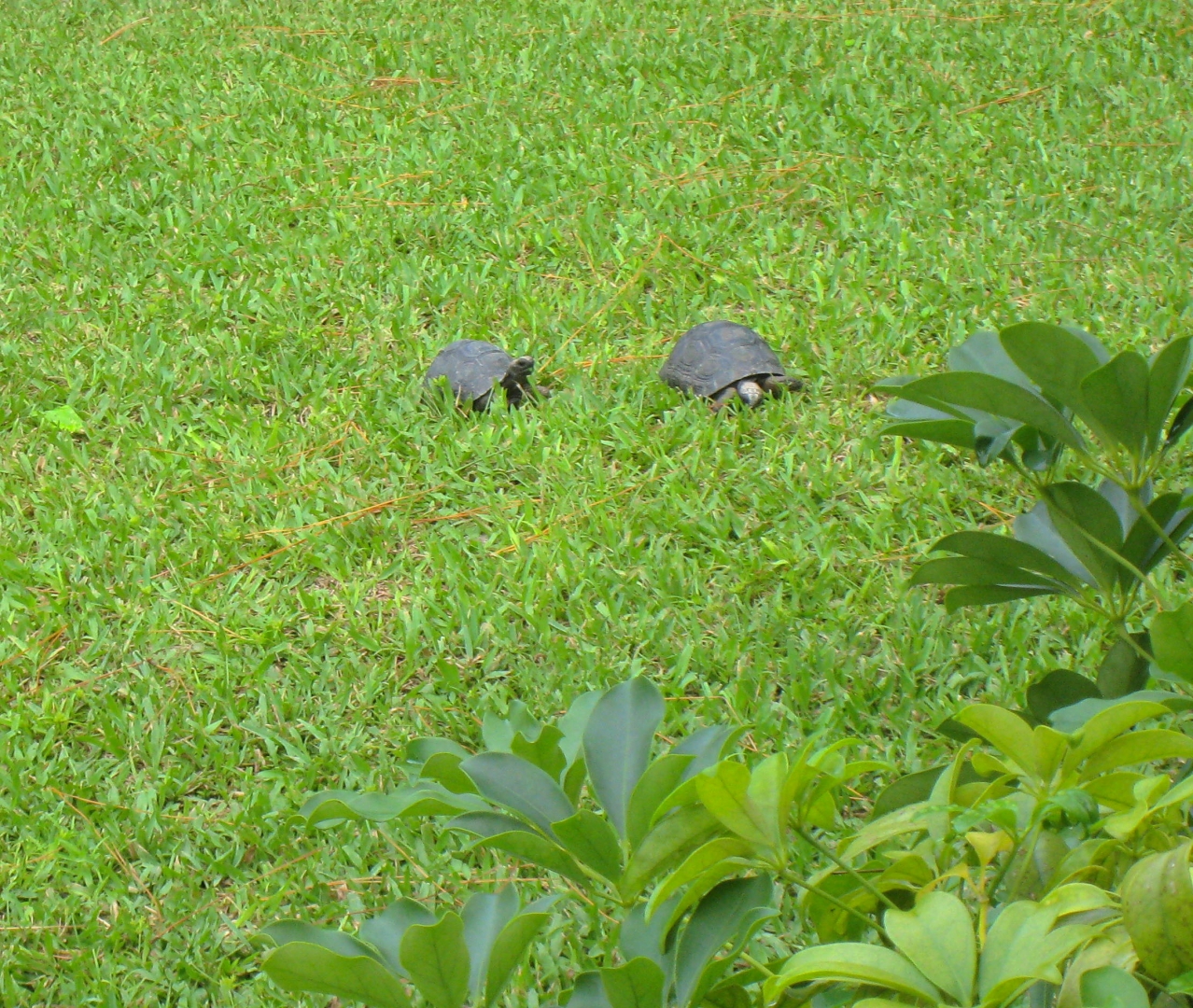 ALDABRA BREEDER