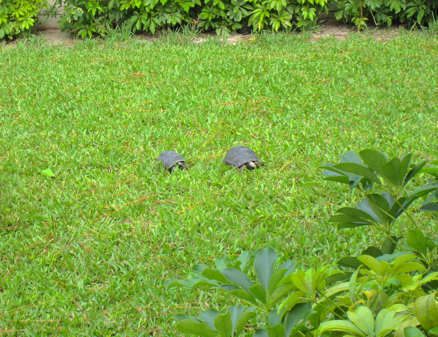 ALDABRA BREEDER
