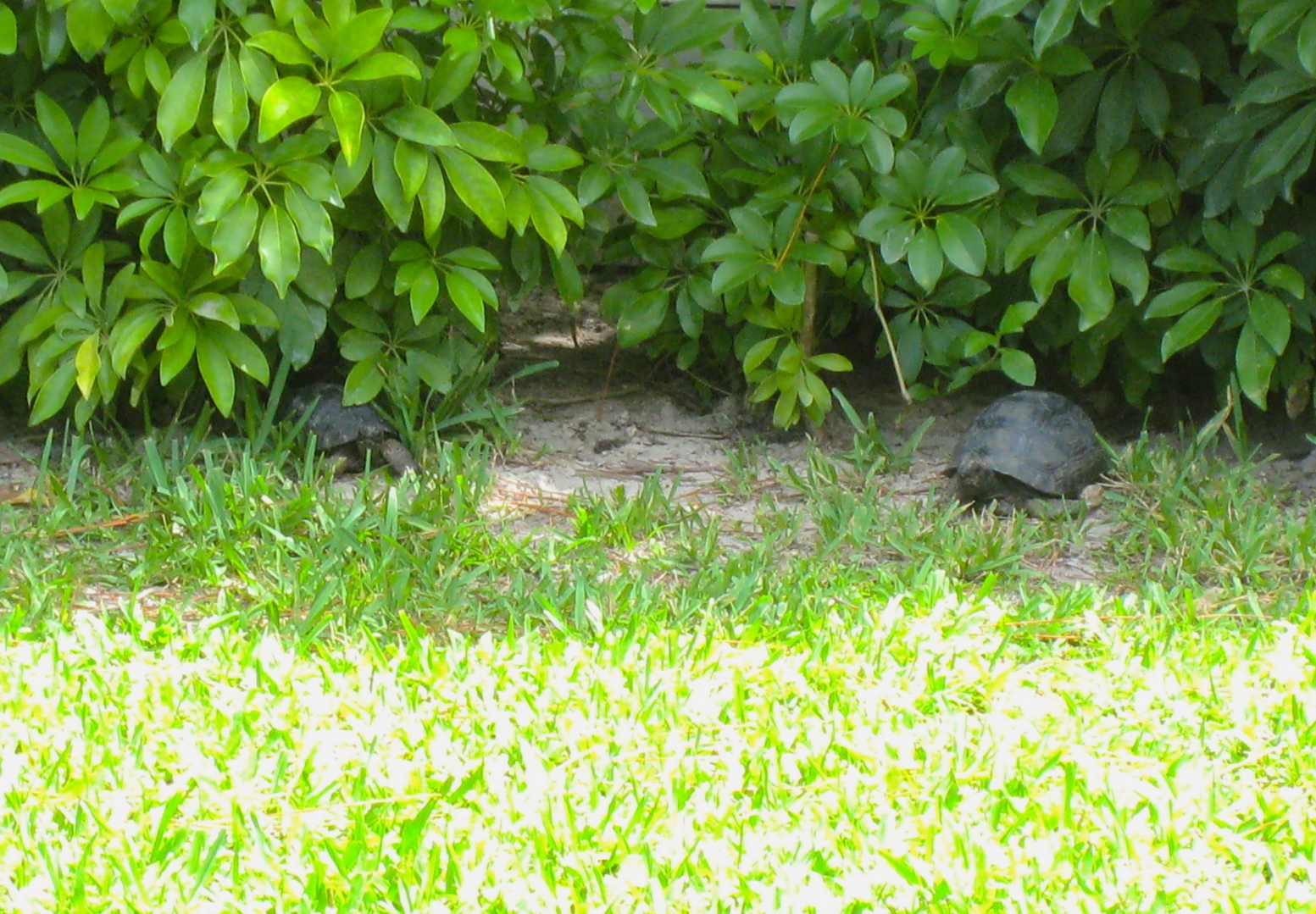 ALDABRA BREEDER