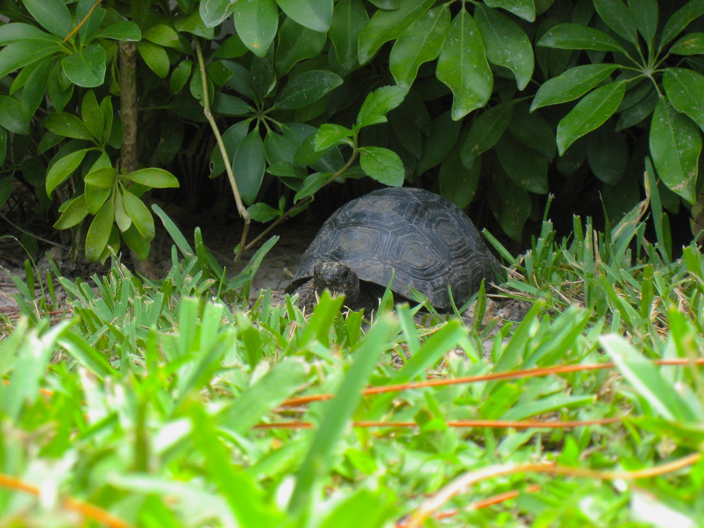 ALDABRA BREEDER
