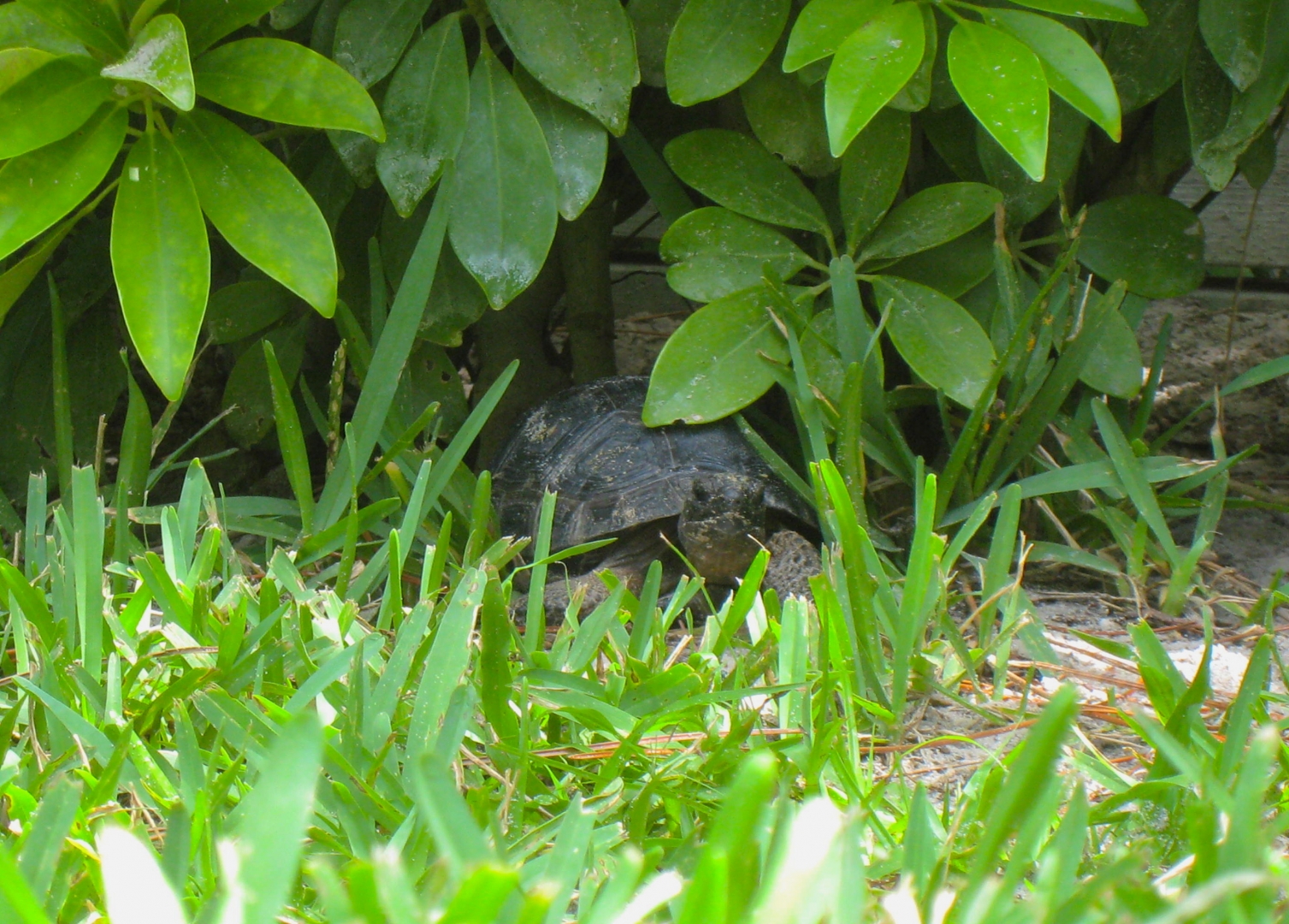 ALDABRA BREEDER