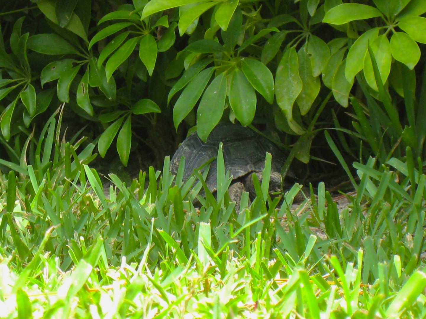 ALDABRA BREEDER