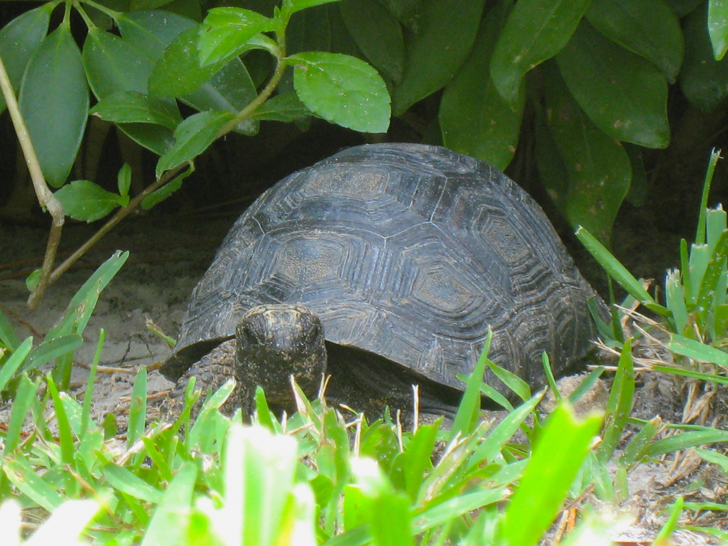 ALDABRA BREEDER