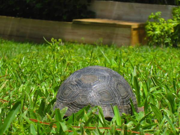 ALDABRA BREEDER
