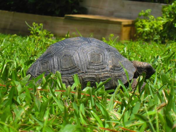 ALDABRA BREEDER